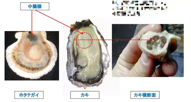 生蚝解剖结构示意图图片