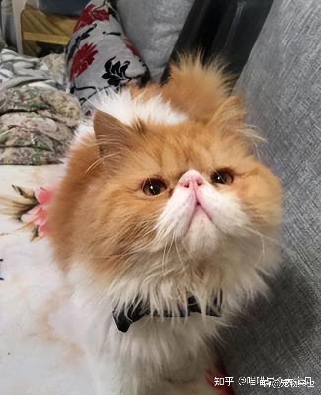 安静,无攻击性,缺点:泪痕严重,有一定的遗传病,体质弱,加菲猫泪痕严重