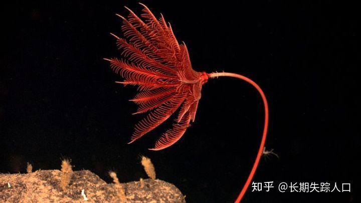 晚三叠纪时期海中的"花朵",海百合