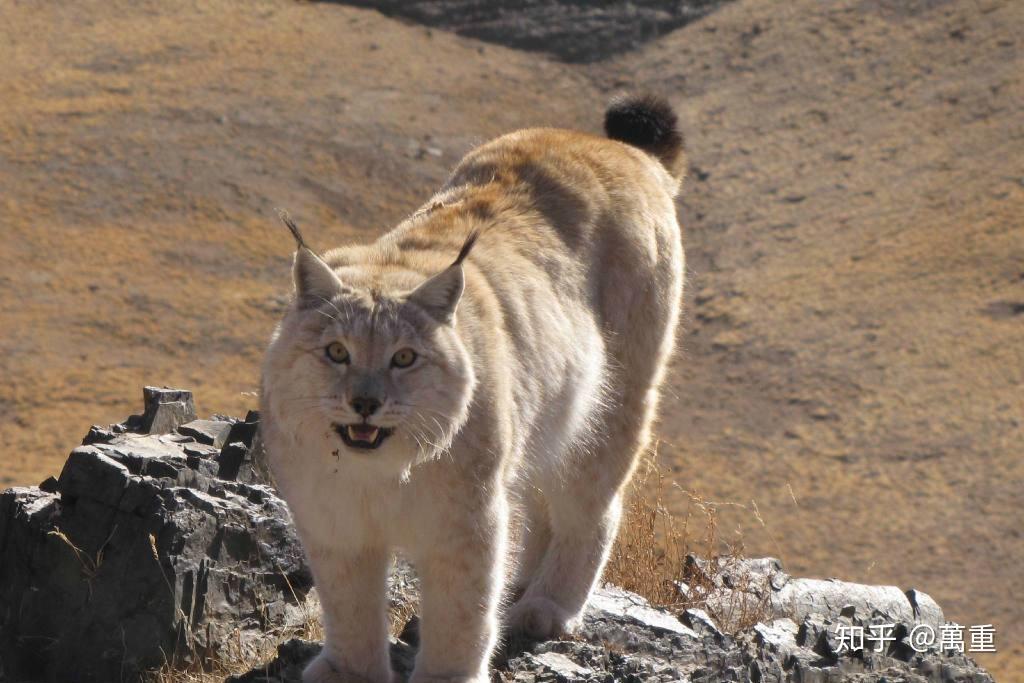 还别说,兔狲的确长得挺像小号的猞猁,就是尾巴比猞猁长了些.