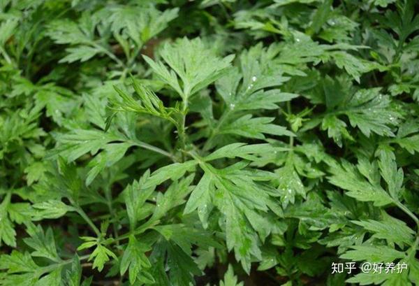 夏天蚊虫多 这5种驱蚊植物 蚊子闻了绕道走 知乎