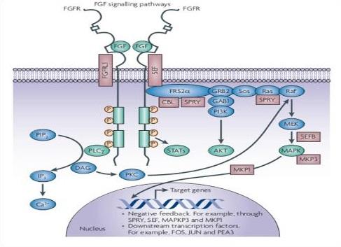 growth factor receptors,fgfrs,激活其调控的下游信号通路,在 促