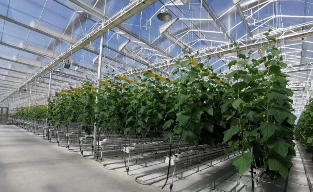 热泵 设施农业,打造现代化农业大棚