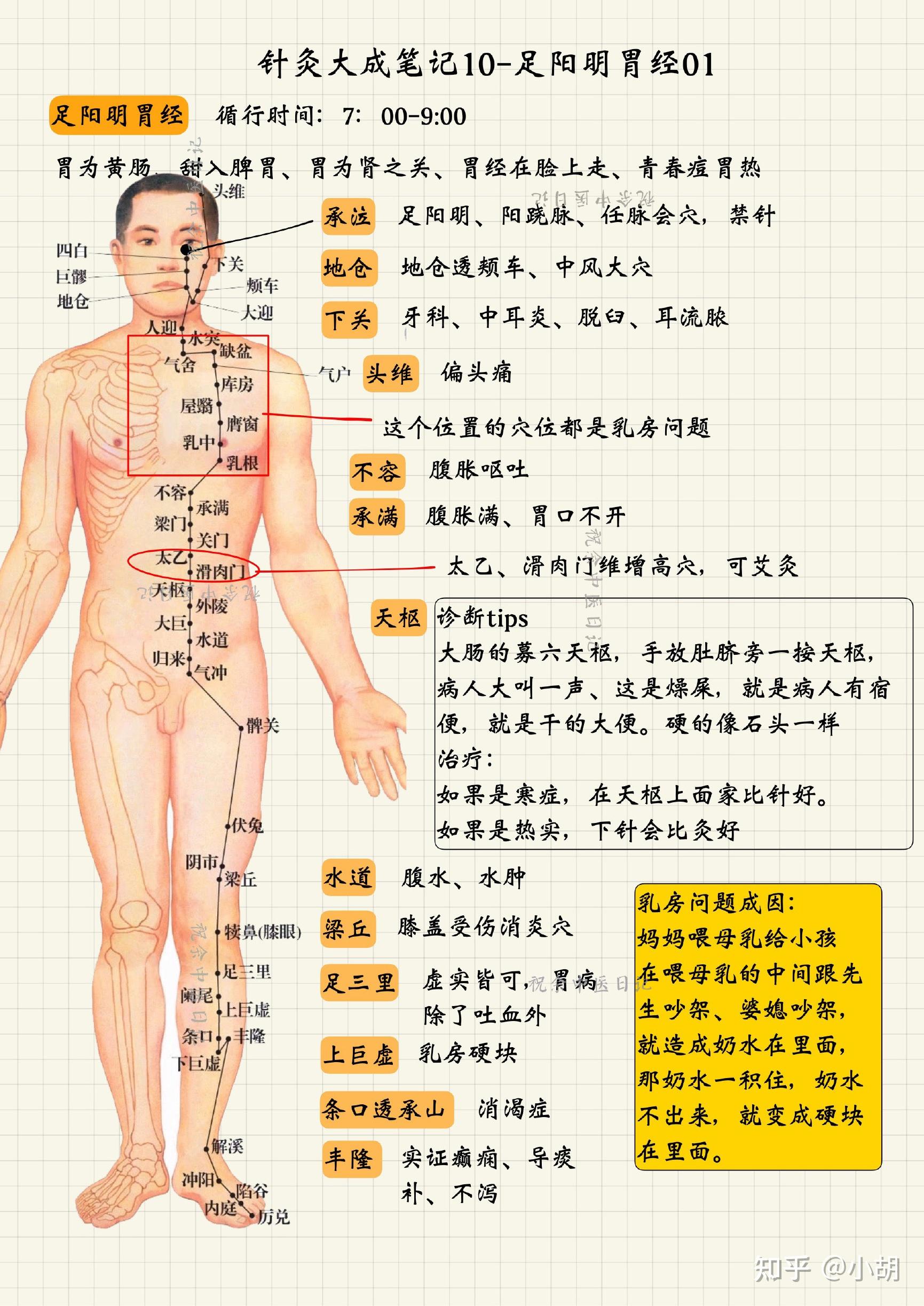 胃经位置图和作用图片