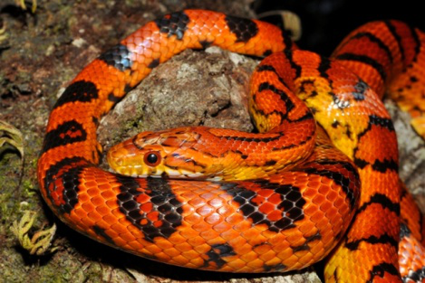 产地个体的野生型品系