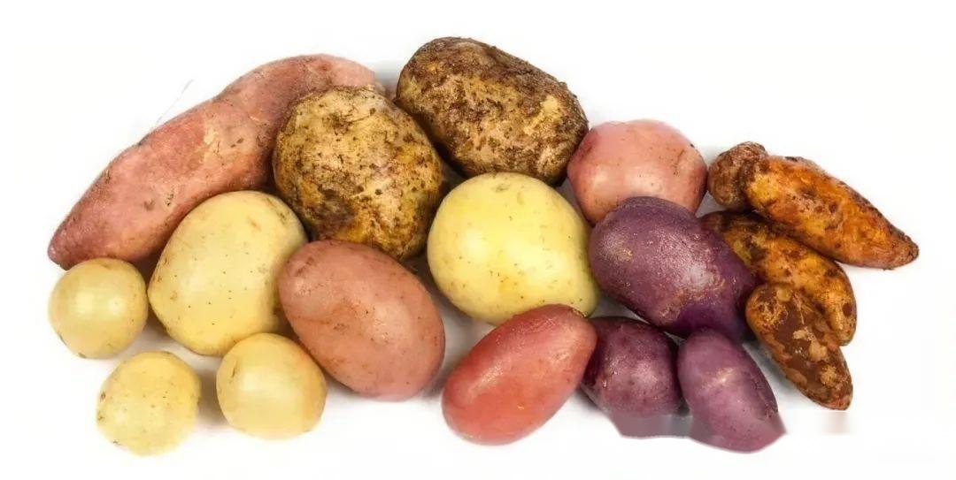 世界三大薯类作物小知识,你了解多少? 