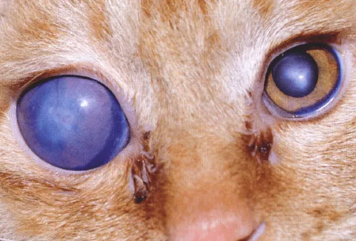 什么猫咪也会得青光眼