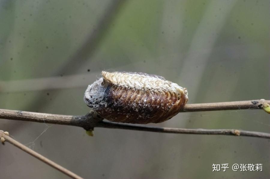 节气物种日历白露中华大刀螳
