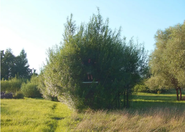 你一定没见过的活体植物建筑 知乎