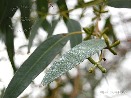 蓝胶尤加利精油呼吸道清道夫