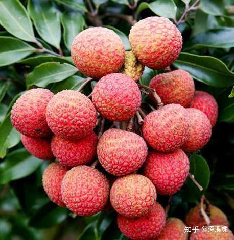 那些行走在路上的美食：荔枝菌 - 知乎