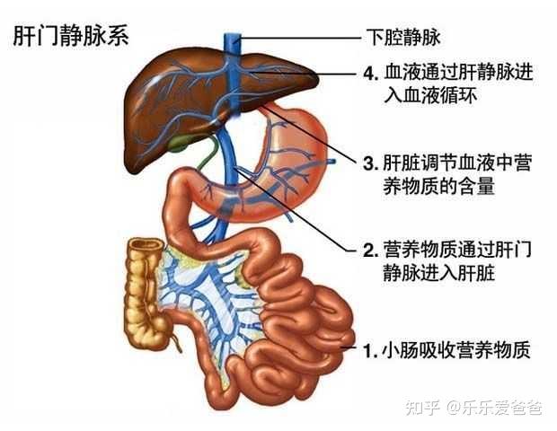 肝胆胰脾图片 位置图图片