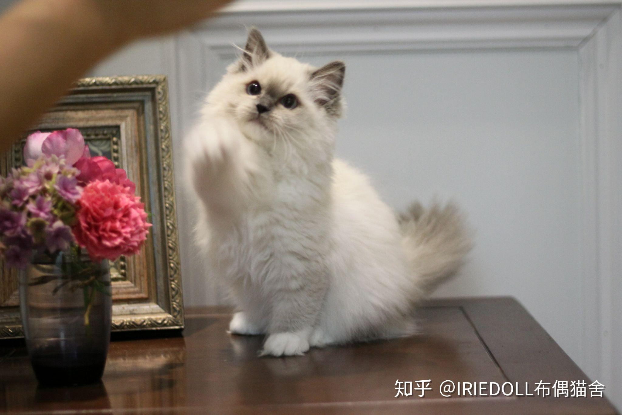 巧克力手套色布偶猫成长记录贴