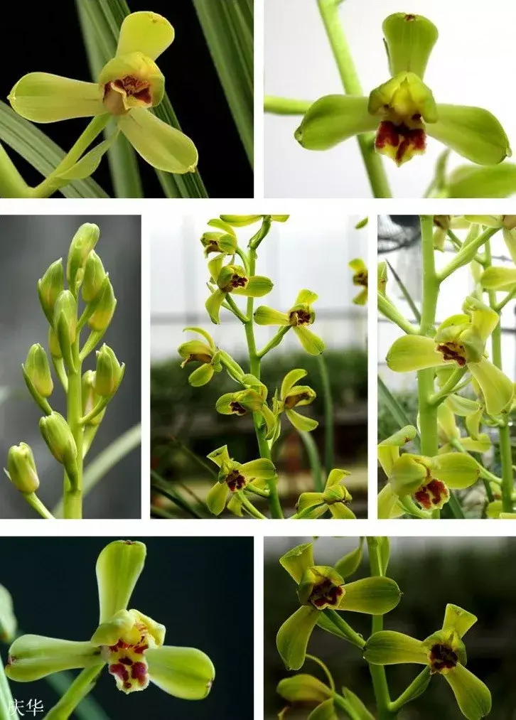 蕙兰铭品荟萃:新八种鉴赏