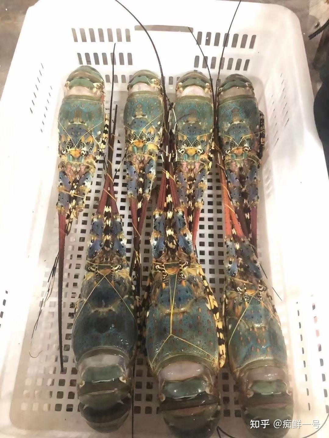 蒜蓉粉丝蒸大花龙虾做法分享东山岛海鲜