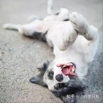 养狗久了才知道,它见到你就“躺下打滚”,是发送信号 - 知乎