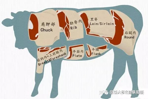 部位都位于牛的哪里,此图仅供参考感兴趣的朋友可以看下,英文名称还有