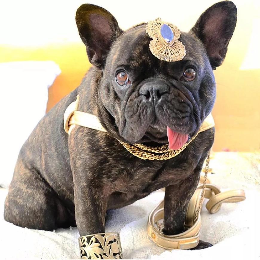 萌宠法国斗牛犬凭借无处安放的长舌头成功晋升为人气网红