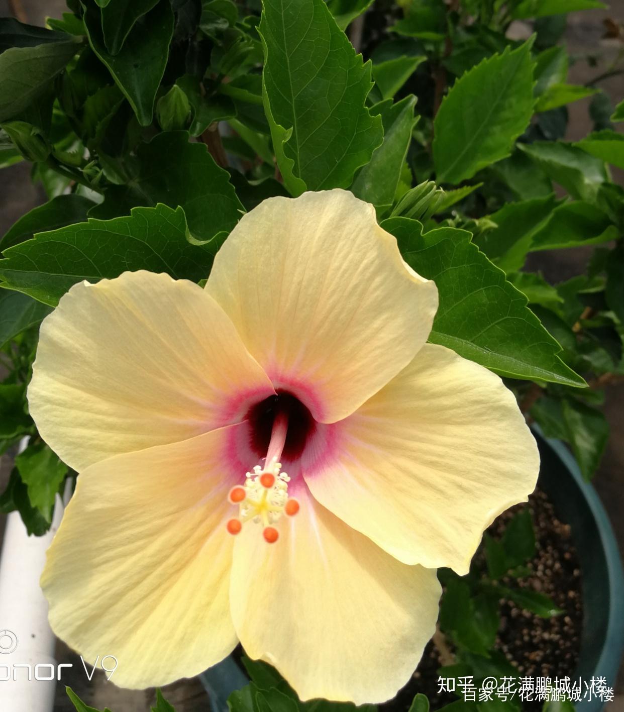 朱瑾花——花大艳丽又皮实耐晒 - 知乎