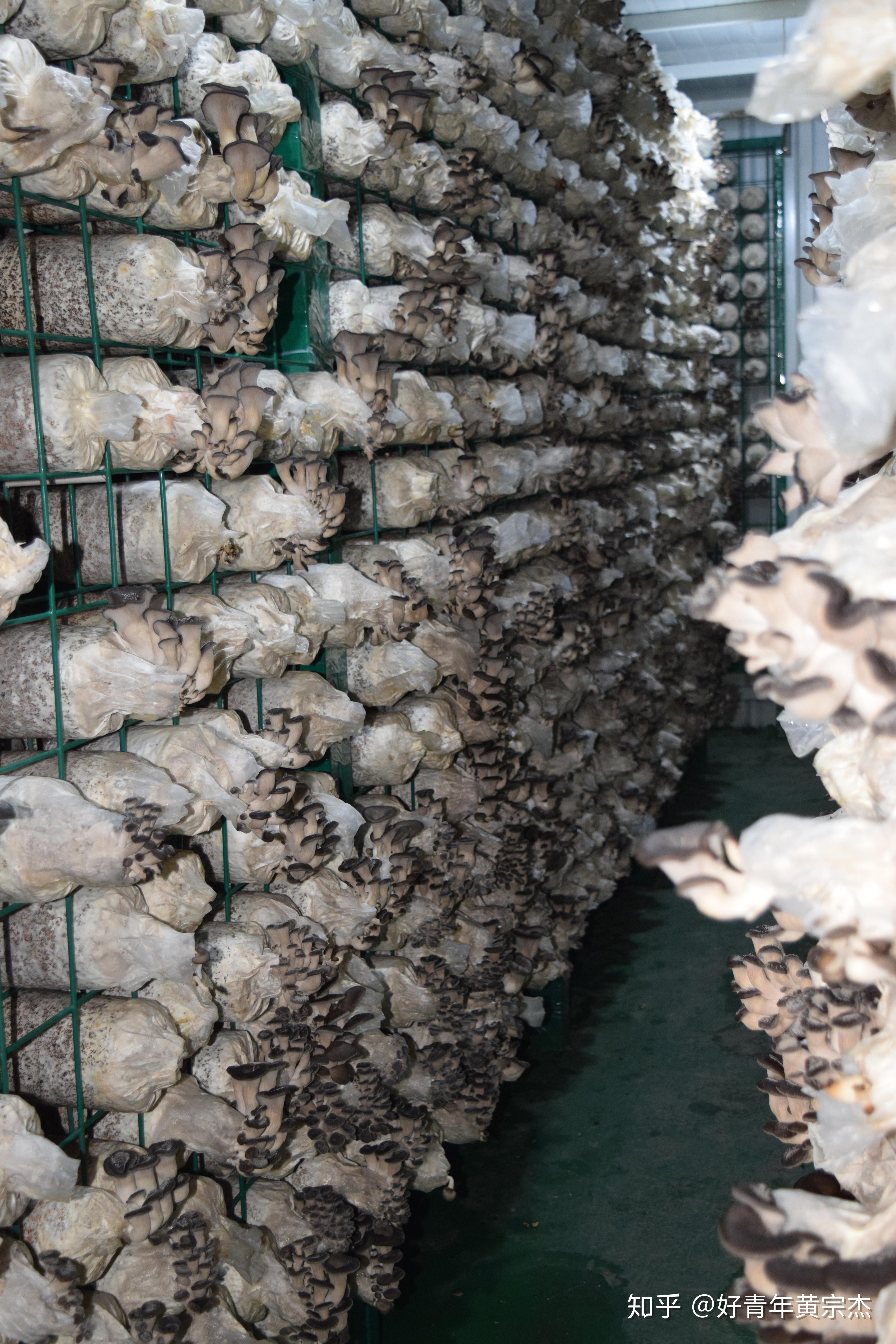 业易网食用菌出菇测试及买家秀展示