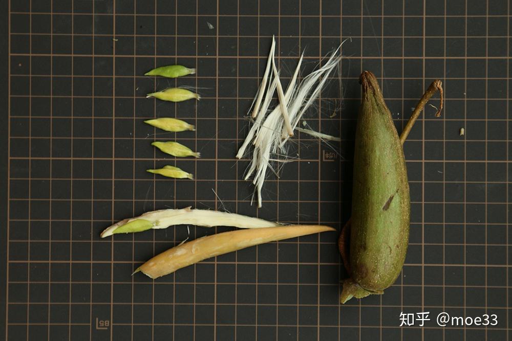 食物与植物|羊排果,苦子果与蛇瓜