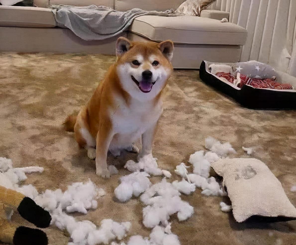 狗界中的7个调皮鬼养了还没有崩溃的报个名