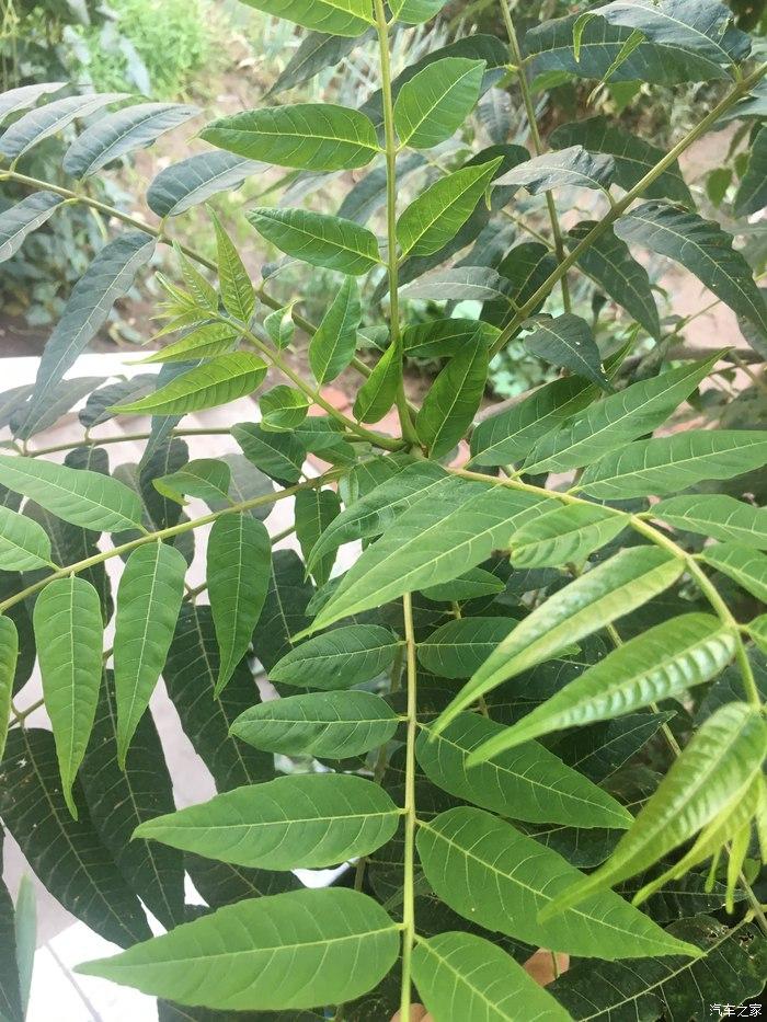 香椿树豆角,长得很茂盛开的花朵紫豆角紫豆角刚刚开花西红柿,长得很