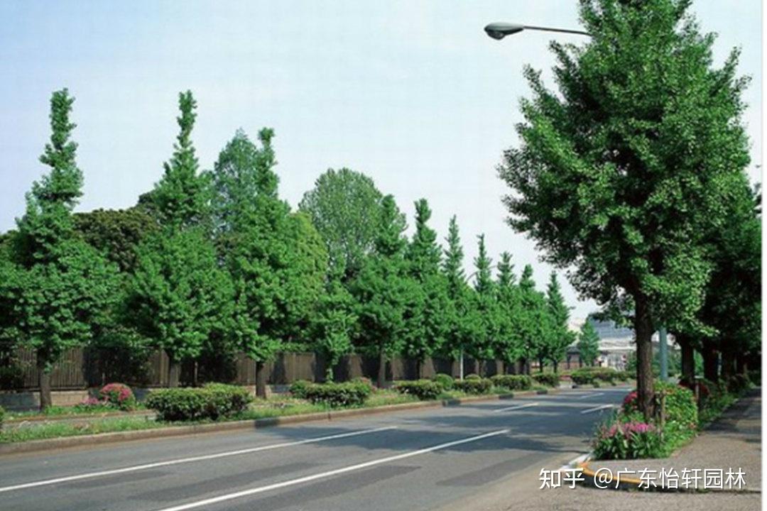 道路绿化中关于行道树的种植设计形式 - 知乎