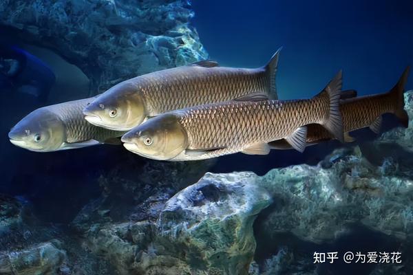 草鱼吃什么鱼粮长得快 不同阶段的草鱼饲料配方盘点 草鱼的前世今生 - 知乎