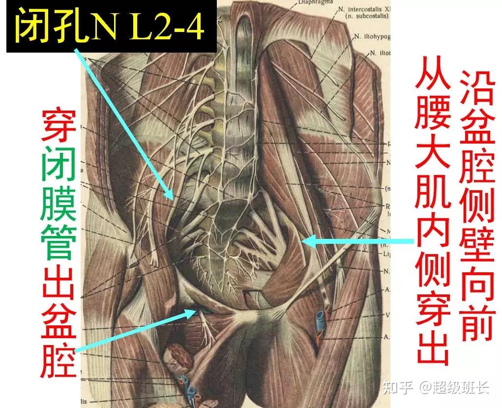 穿经坐骨大孔的肌肉图片