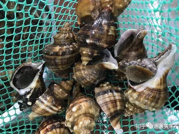 著名螺类食材大全，你吃过几种呢？ - 知乎