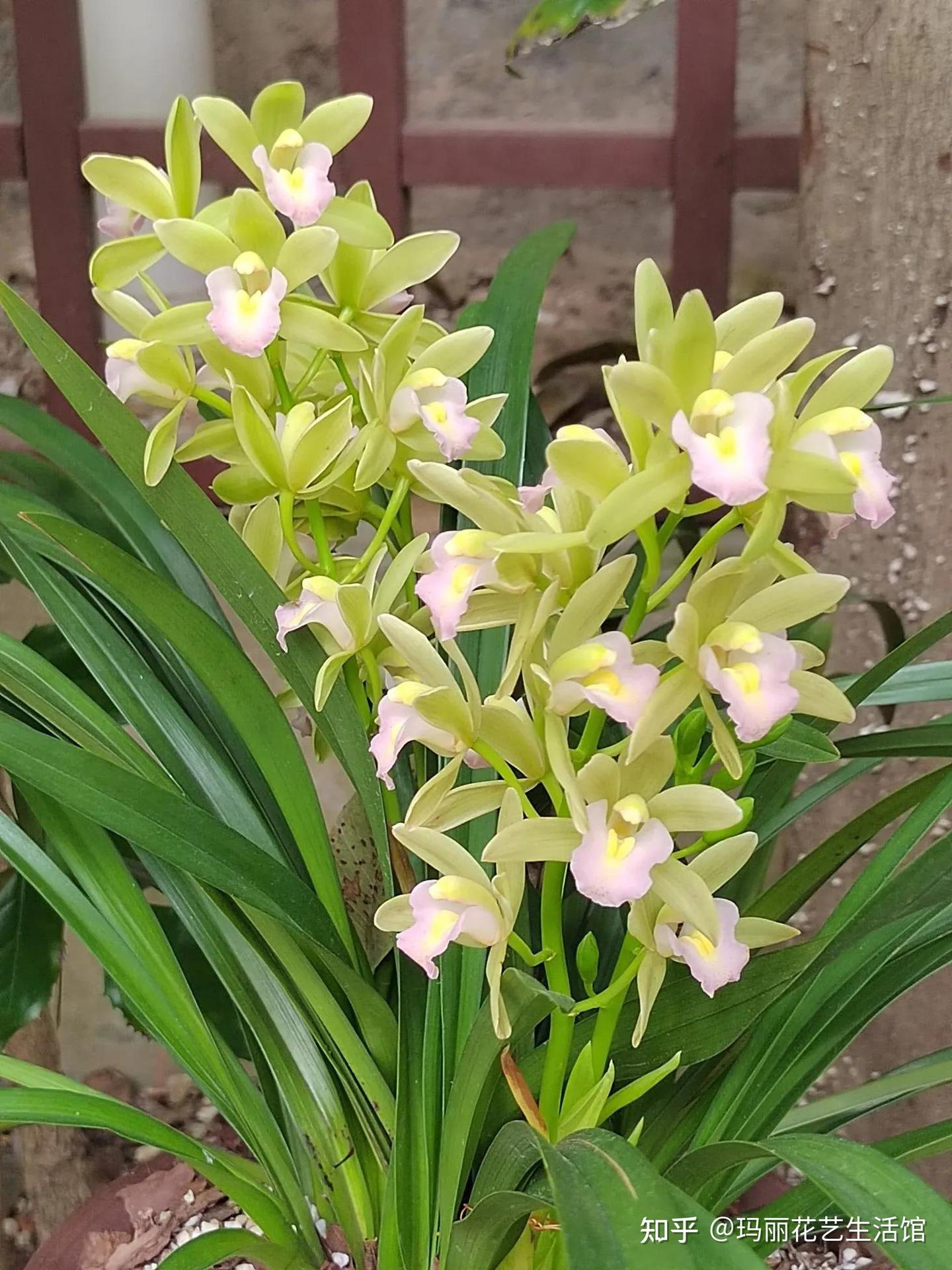 兰花的根是什么样子?了解兰花根,才能分辨兰花,正确栽培它 - 知乎
