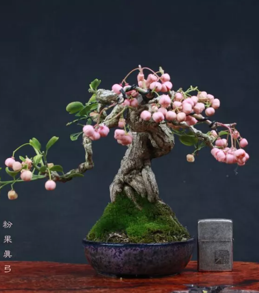 盆景鉴赏 进口日本真弓盆栽和桃叶卫矛盆景的鉴赏 知乎