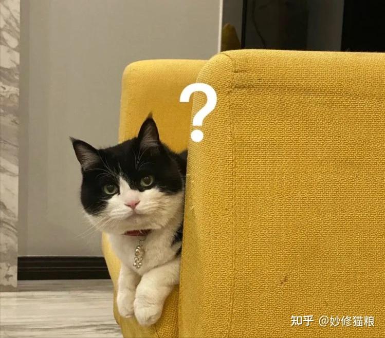 猫界最叛逆的5种猫,天生反骨,养到的都轻轻崩溃了 - 知乎