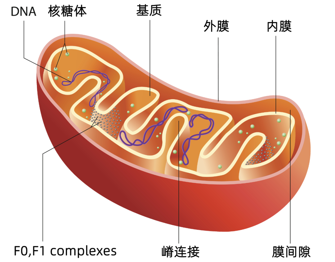 延缓衰老，从拯救线粒体开始！中国科学技术大学刘强教授的最新成果 - 知乎