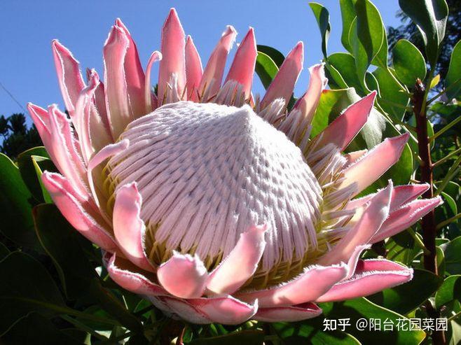 8种“昂贵花”,工薪族“舍不得”买,但是太好看,有钱要买个遍-比较贵的花材是什么花