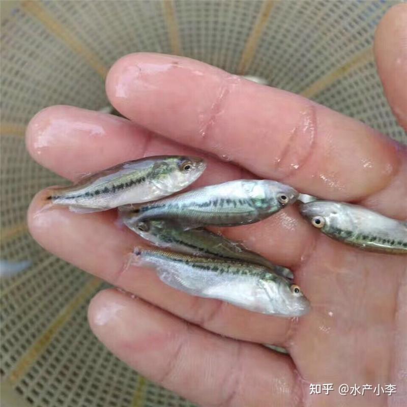 小苗階段因喂不新鮮的水蛛及魚漿,或水質惡化,易造成拖便(便長),肛門