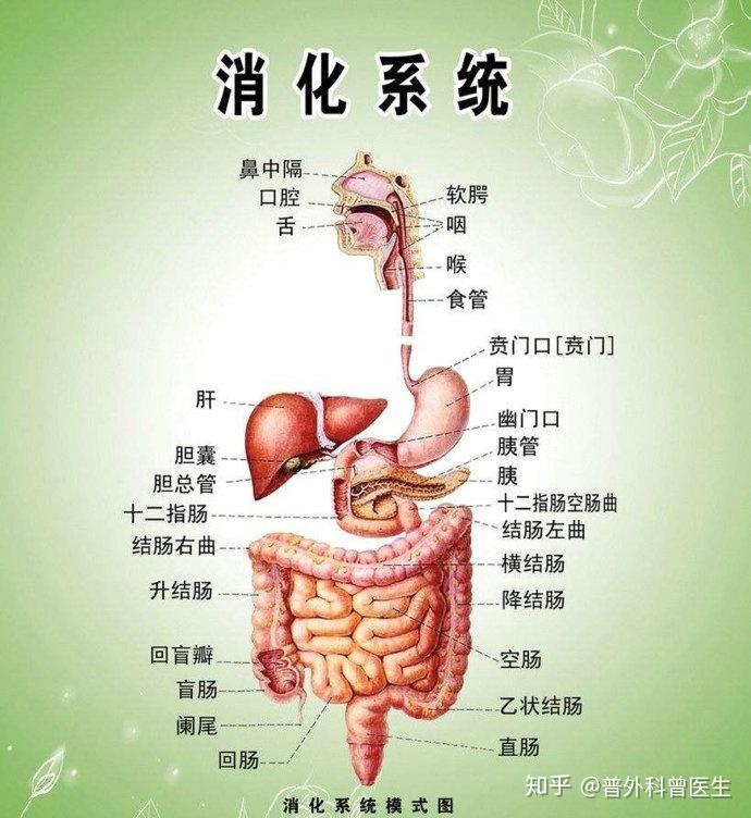 人体最佳的排便时间是什么时候?原来很多人都不知道 - 知乎