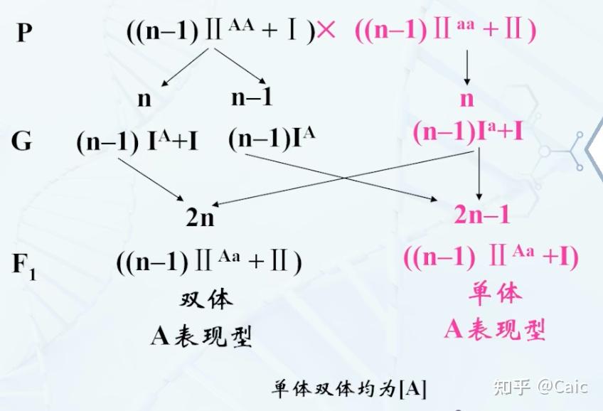 遗传学_7 染色体数目变异 - 知乎