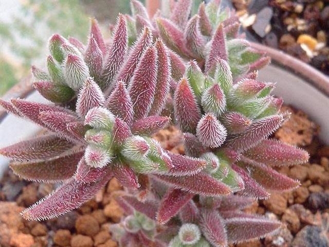 thirtythree绒针景天科青锁龙属