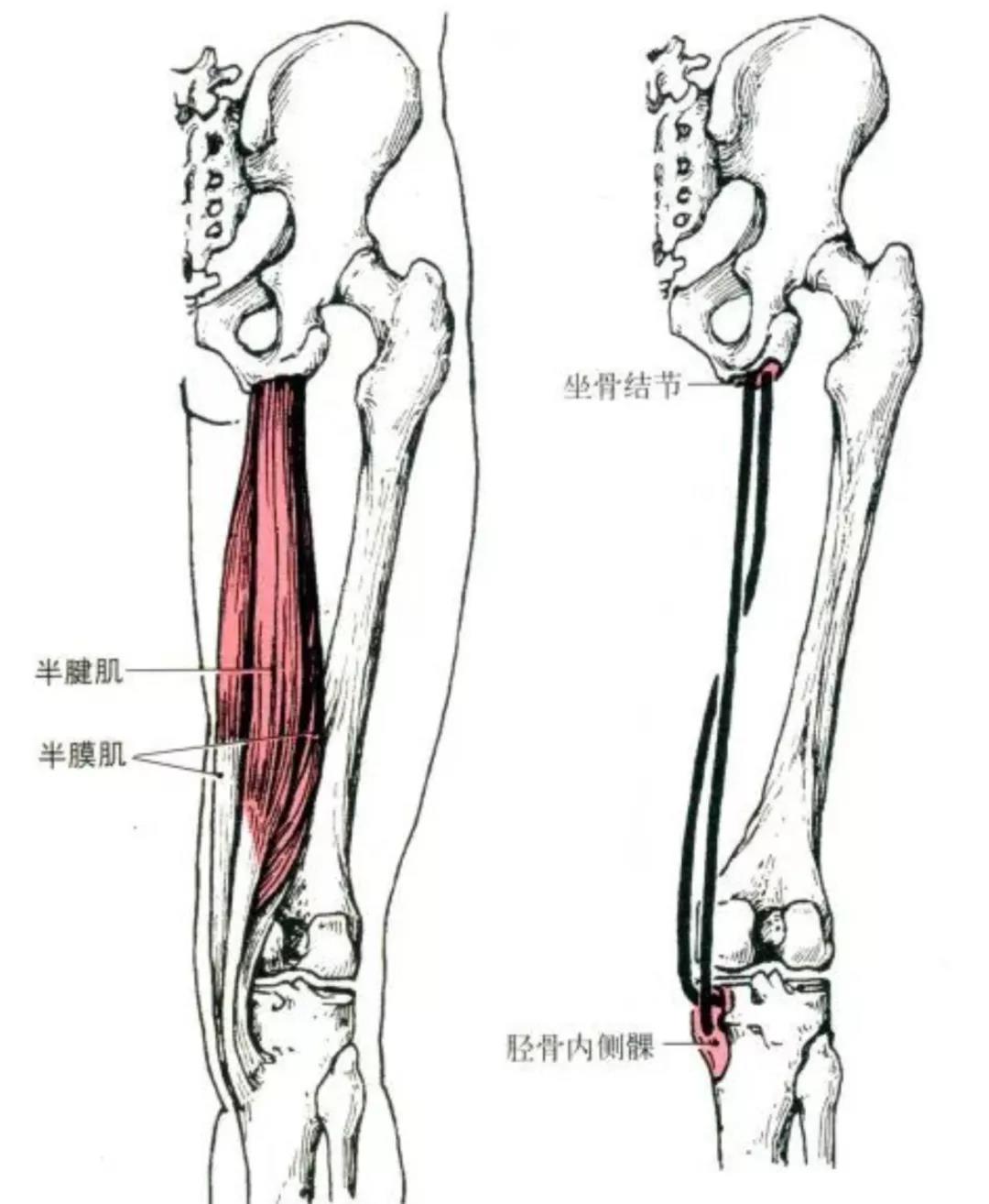 健身需要懂點解剖學(二):下肢肌肉解剖及功能講解 - 知乎