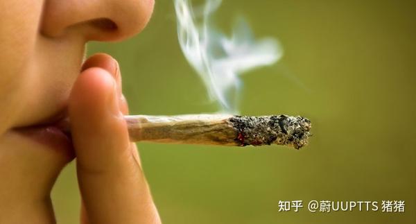 留美实录 大麻是否致瘾 知乎