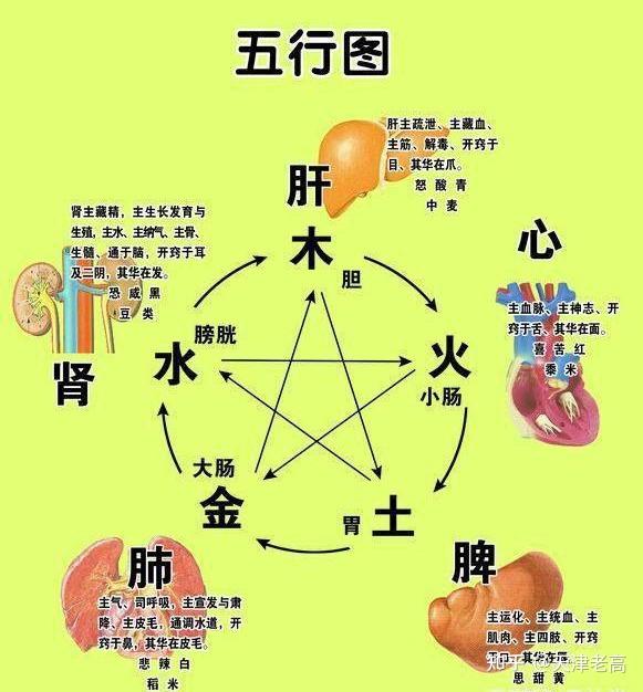 从五脏六腑到三焦--浅谈传统中医对人体器官的认识 - 知乎