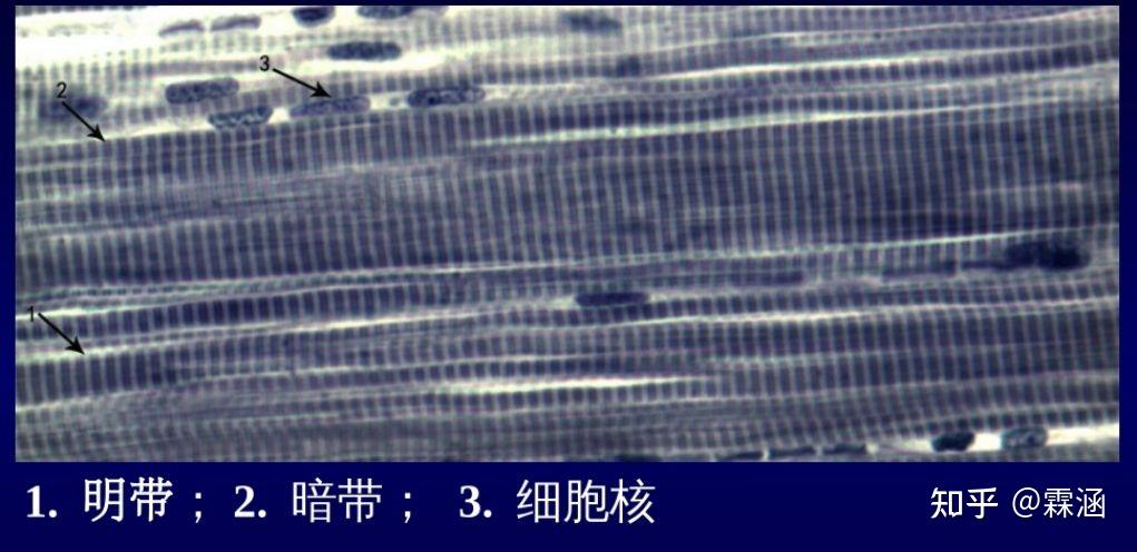 组胚学习笔记:肌组织 - 知乎