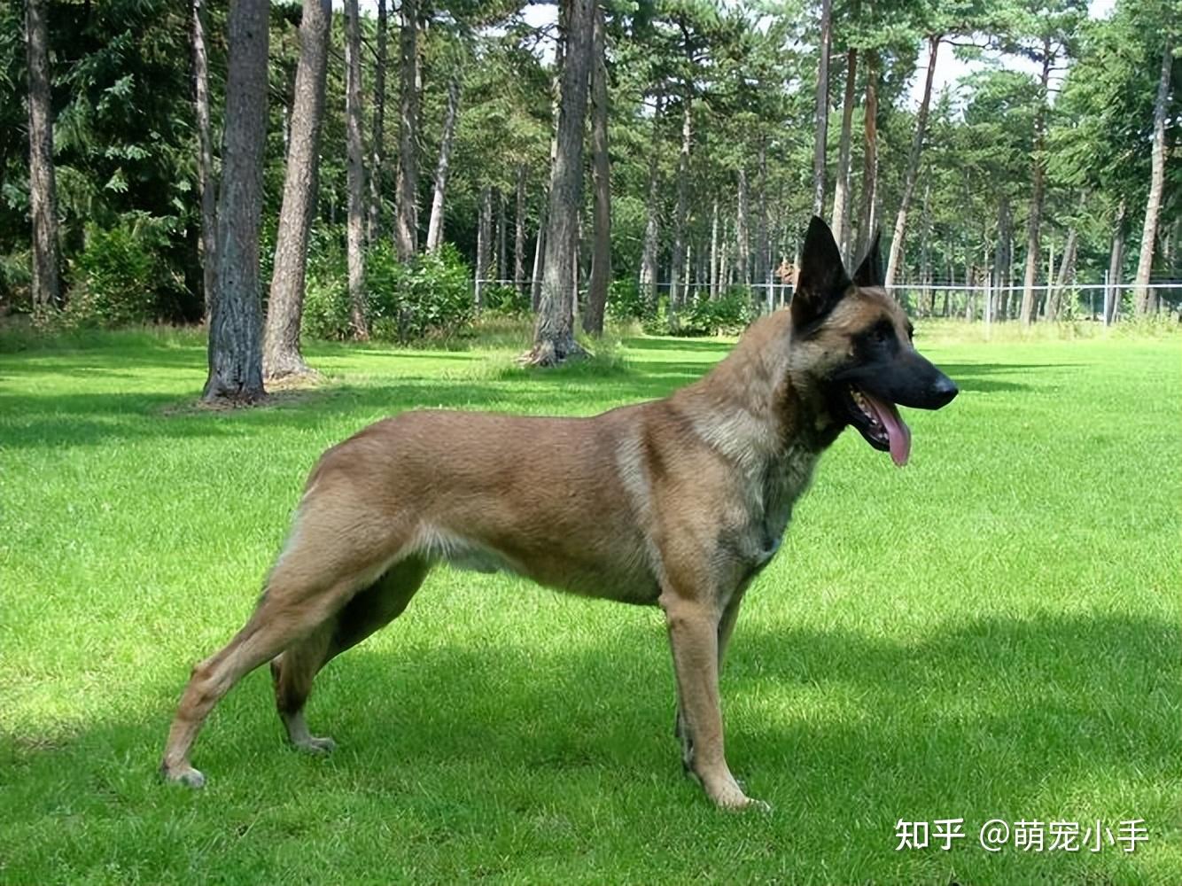 但是主人要注意为了狗狗的身体健康,在饮食上最好认真一些,因为马犬