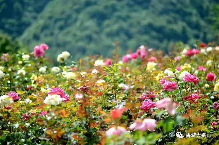 约约约罗田首处高山梯田花海4月19日正式开园迎客