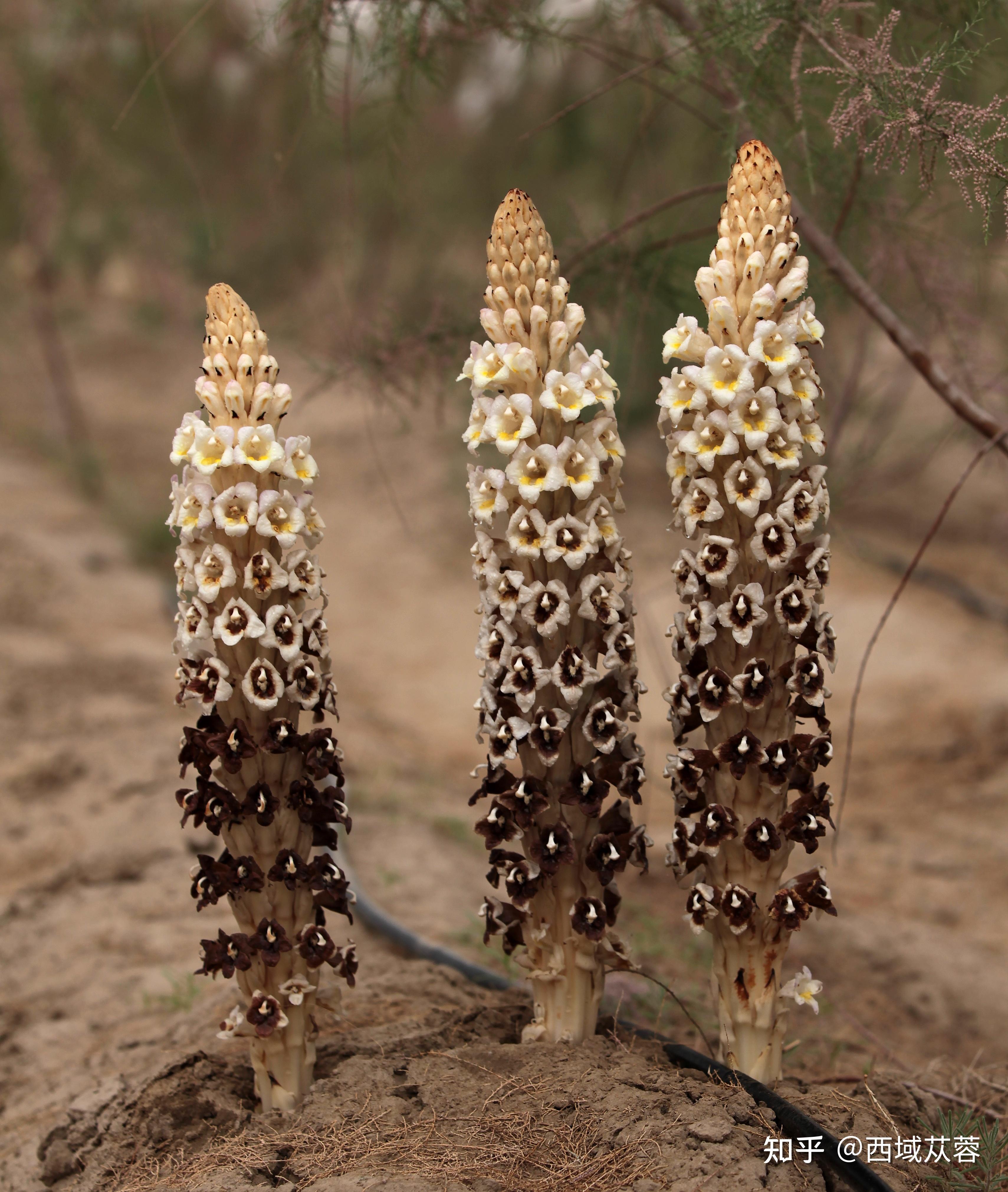 新疆管花肉苁蓉原来是这样长成的,不看不知道,涨知识了!