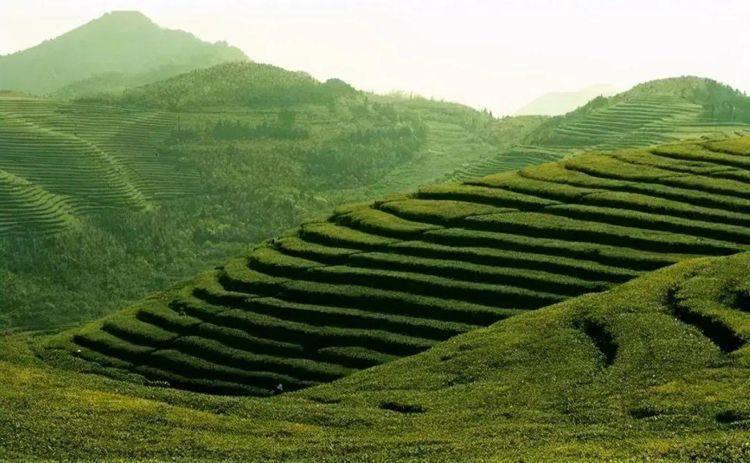 黄茶 | 黄小茶 霍山黄芽 -- 唐时以兵三千兵保护的茶 - 知乎