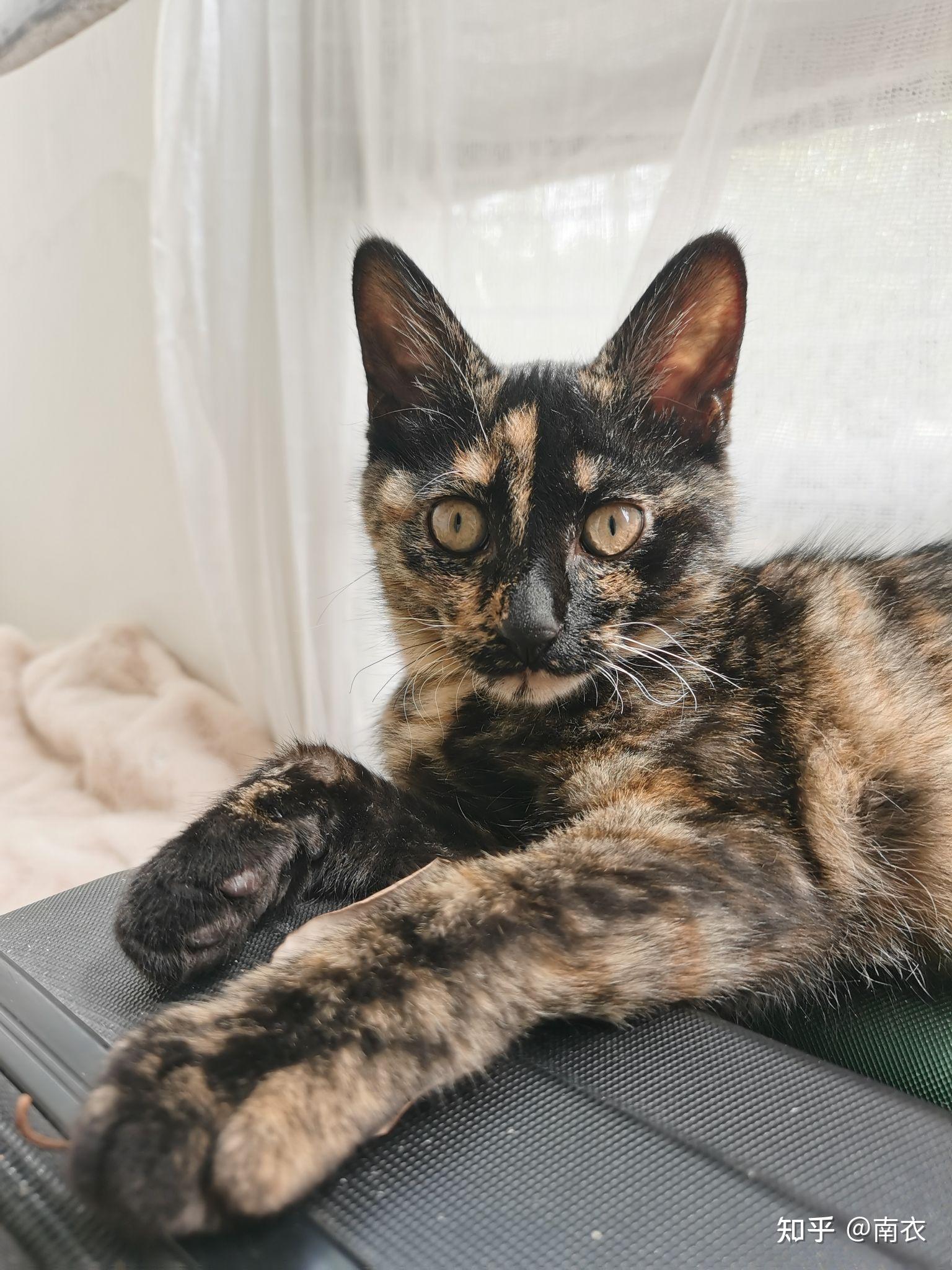 玳瑁猫有没有貌美的例外存在? - 知乎