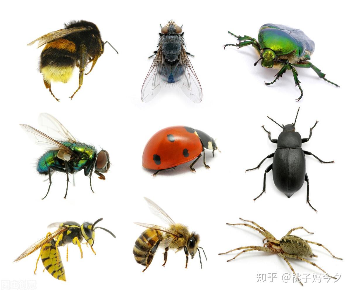 19张微距昆虫摄影作品欣赏 - 摄影欣赏 - 飞特网 - 飞特(FEVTE)